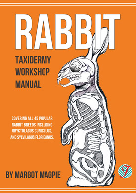 Rabbit taxidermy workshop manual