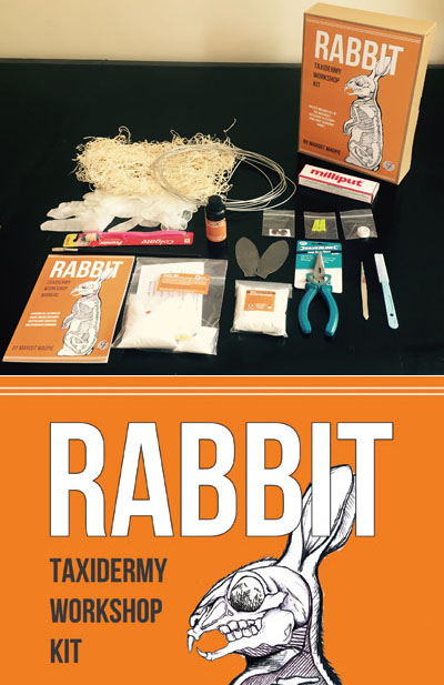 Rabbit taxidermy workshop kit